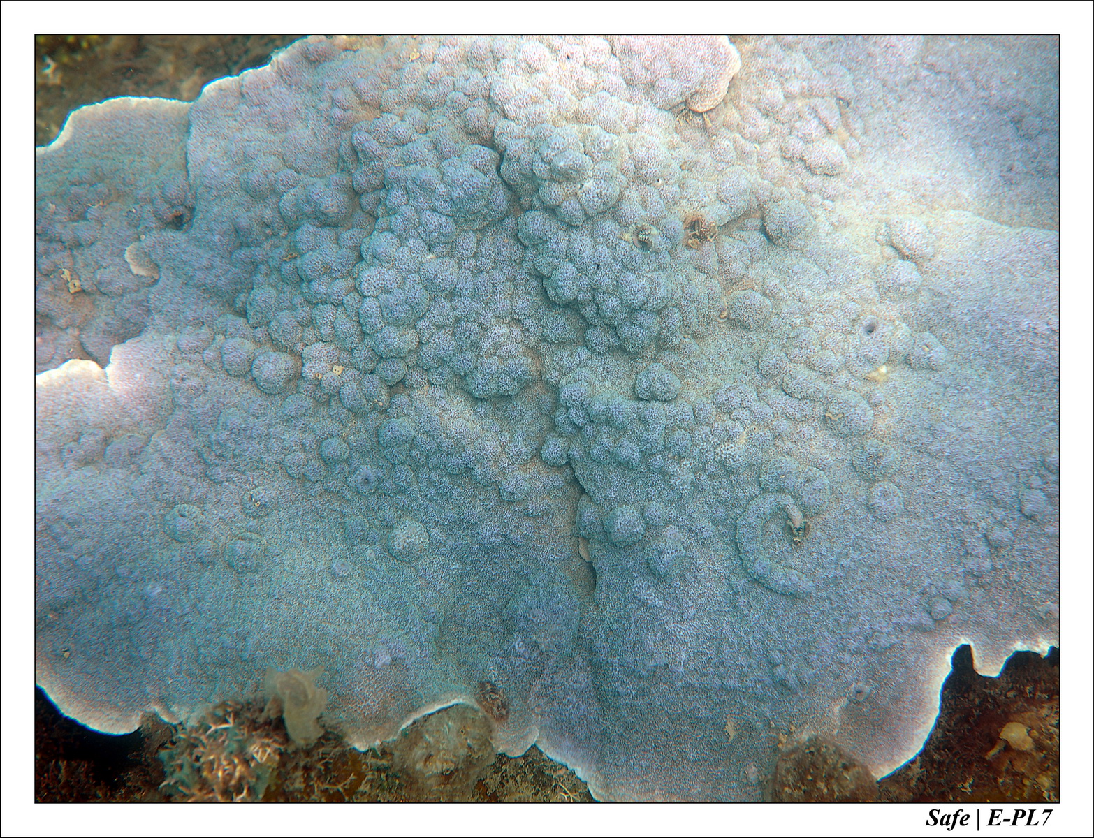 2018 - 08 - Pulau Besar - 10